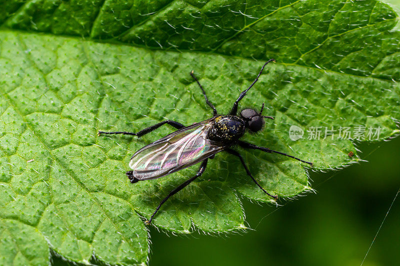 Bibio marci是Bibionidae科的一种苍蝇，被称为三月蝇和爱情虫。这种昆虫的幼虫生活在土壤和受损的植物根系中